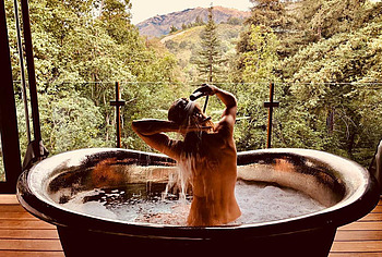 Shantel VanSanten nude